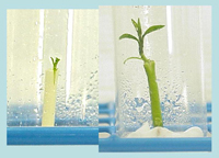 Shoots grafted on rootstocks in vitro 